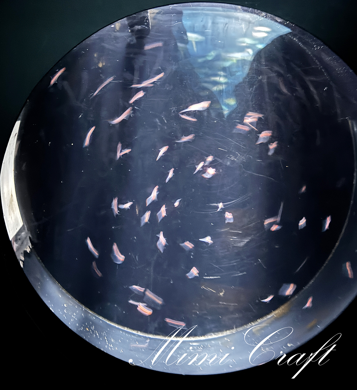 【サンシャイン水族館遠征レポ】サンシャインシティ×鬼滅の刃コラボ【屋外エリアが至福でした】